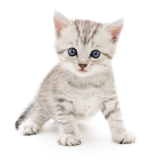 Kitten - Small Grey