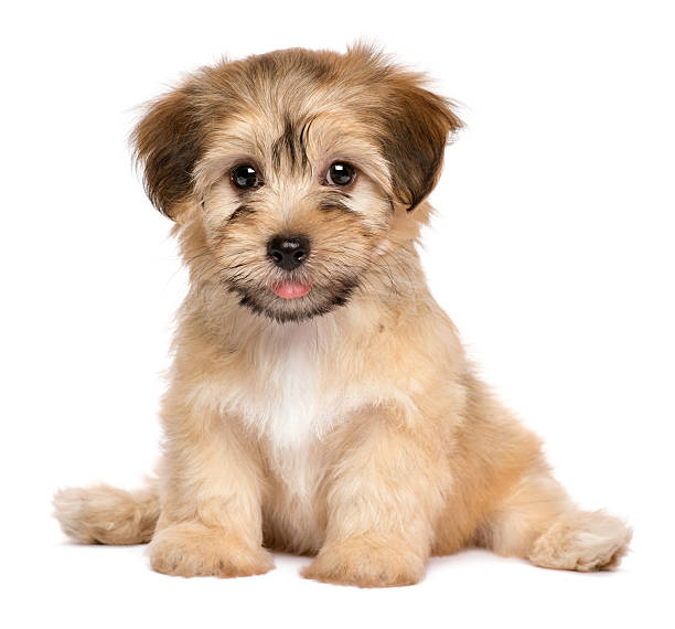 Puppy - Shih Tzu