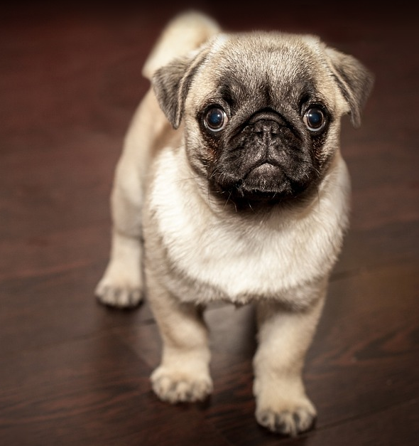 Puppy - Pug