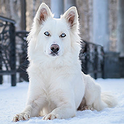 White Husky