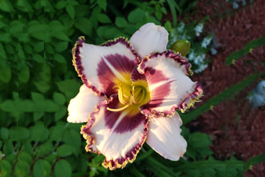 Day Lily