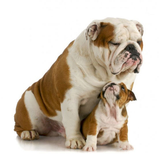 Bulldog Love